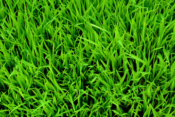 Fototapeta na wymiar Young green rice plant