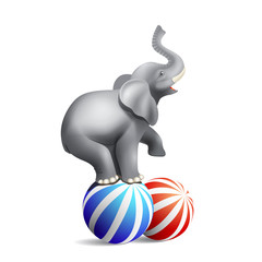 Circus elephant isolated on white background.