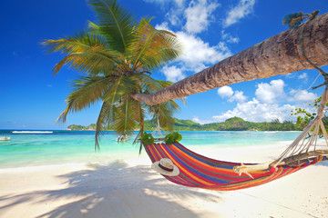 Naklejka na ściany i meble Sommer am Strand, Hängematte an einer Palme, Seychellen
