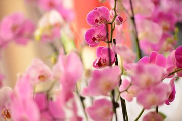 Fototapeta premium Pink orchid in natural light