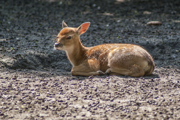 jelonek sika © Henryk Olszewski