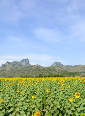 sunflower field over cloudy blue sky and bright sun lights