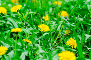 Fototapeta premium Bright spring natural background