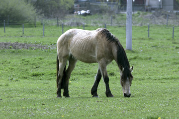 beautiful horse out to pasture