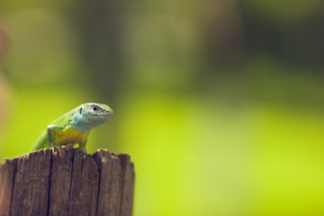 Green lizard in the wild,basking in the sun.