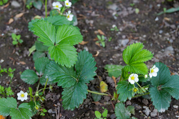 flowering strawberry bush