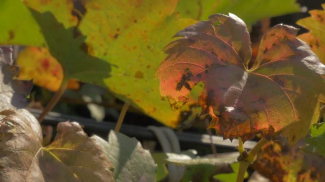 Grapevines on wind slow panning 4K 2160p UHD footage - Vines outdoor nature 4K 3840X2160 UHD video 