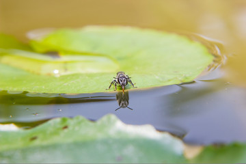 Bee drinking water