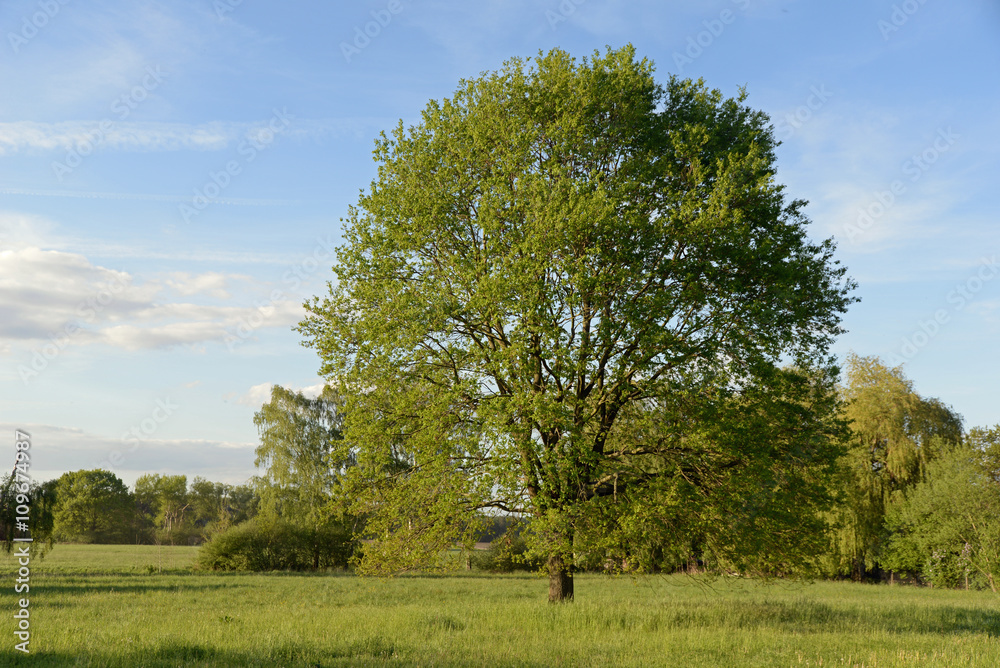 Poster Eiche im Frühling