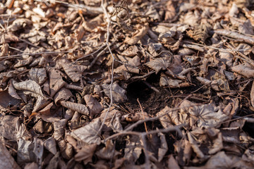 Small burrow among withered autumn leaves in the forest.