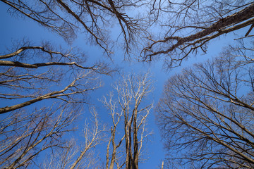 Tree branch silhouette over blue sky background. Wide angle lens.