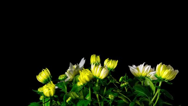Flowers Chrysanthemum blooms, time-lapse