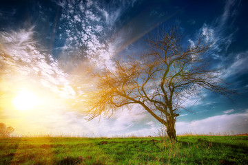 Naklejka na ściany i meble Lonely tree in a field under a summer sky.