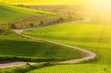 Obraz premium Rural sunny landscape with green fields, road and waves, South Moravia, Czech Republic