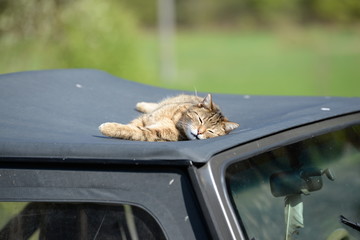 deeply relaxed, little cat lying on top of a car
