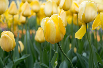 Gelbe Tulpen im Freien mit Wassertropfen