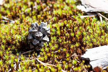 pine cone in the moss closeup