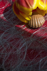 One milk chocolate candy in form of shell with tulip on the red background in the sunlight