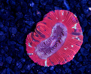red openbrain coral