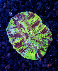 Multi color open brain coral