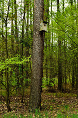 Budka lęgowa dla ptaków na sośnie w środku lasu