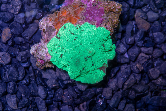 green watermalon Japan muchroom coral