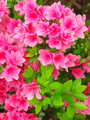 公園に咲く躑躅い