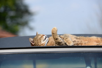I feel good, little cat sleeping on a car