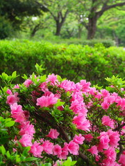 公園に咲く躑躅い