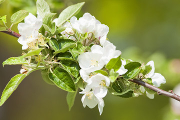 Closeup of Cherry Flower at Blossom