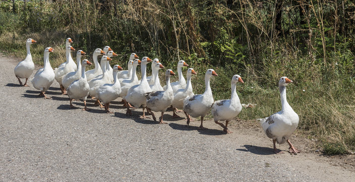 White geese walking in line to forefront