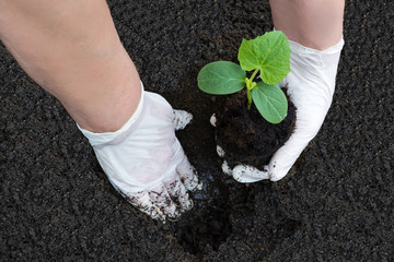 planting cucumber seedlings with your hands