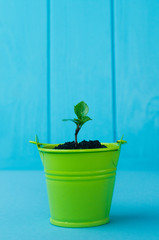 Young seedling growing in soil in small bucket