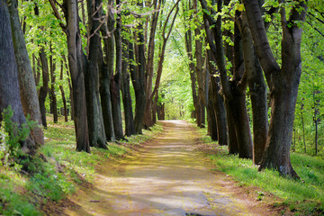 Trees trail in Springtime warm Sunlight