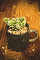 Close up of Cactus in a pot