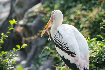 Painted Stork