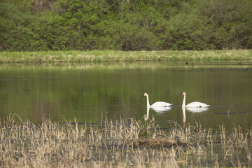 Trumpeter Swans / A pair of swans in a reflective pond.