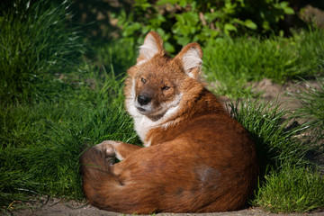Ussuri dhole (Cuon alpinus alpinus).