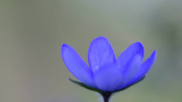 Flowering hepatica and singing common chaffinch and other birds on background
