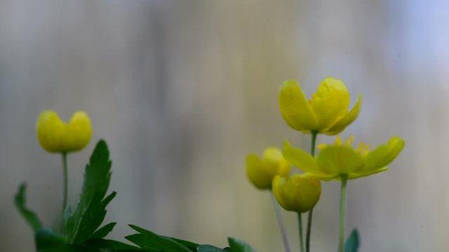Flowering yellow wood anemones and singing common chaffinch on background
