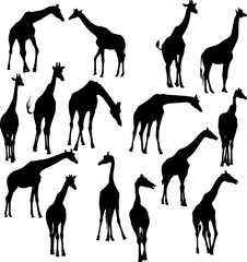 fifteen giraffe silhouettes isolated on white