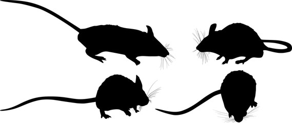 set of four mouses isolated on white