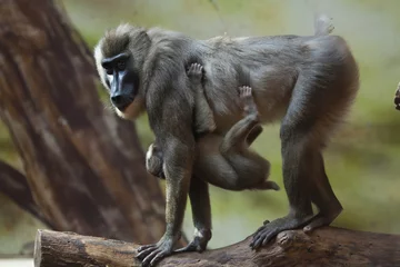 Papier Peint photo Lavable Singe Drill monkey (Mandrillus leucophaeus).