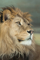 Naklejki  Lew (Panthera leo).