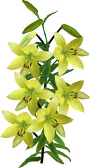 Obraz premium large influence of yellow lily on white