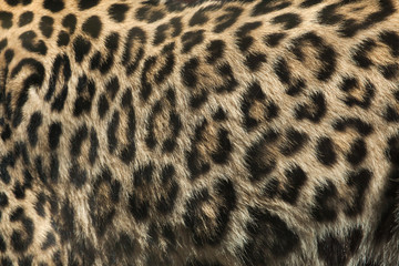 Persian leopard (Panthera pardus saxicolor). Fur texture.