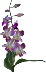 Obraz premium dark purple orchid branch isolated on white
