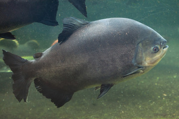 Tambaqui (Colossoma macropomum), also known as the giant pacu.