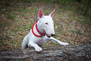 White Bullterrier on nature
