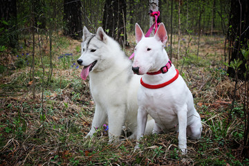 Obraz premium Bullterrier and Siberian husky on nature